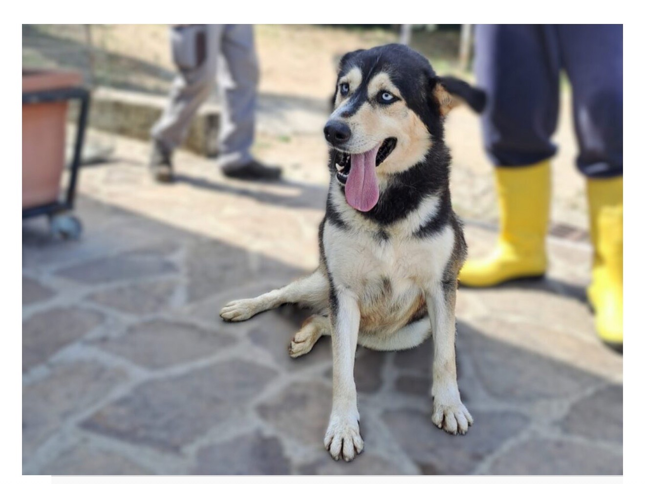 Adozione cane, maschio, Siberian Husky Razza sconosciuta, 5 anni e 1 mese, taglia media, Latina