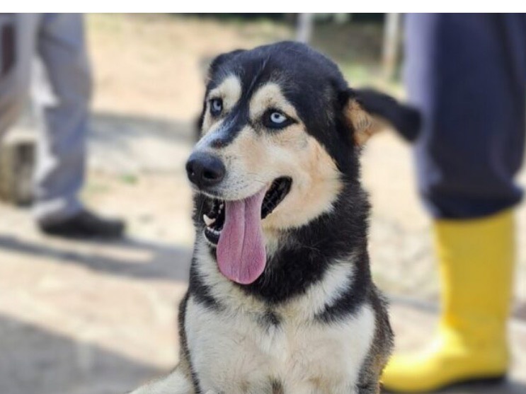 Adotta un cane, maschio, 5 anni e 1 mese, Latina