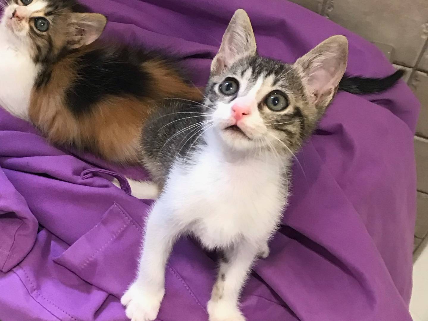 Adotta un gatto, taglia non valida, maschio, Milano
