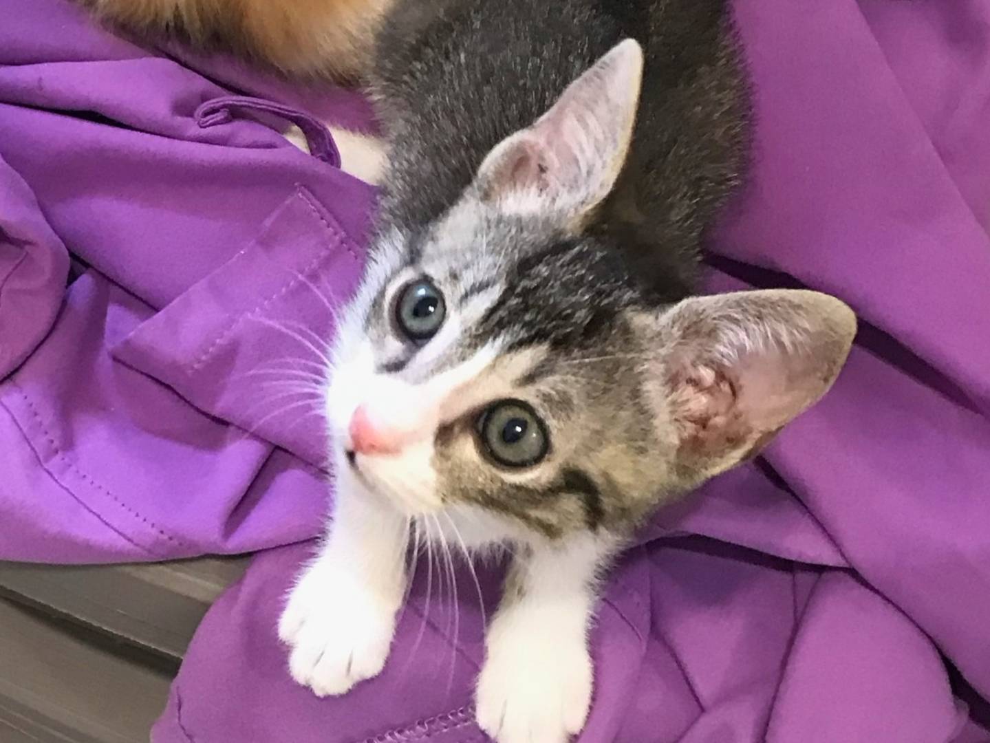 Vuoi adottare un gatto a Milano?