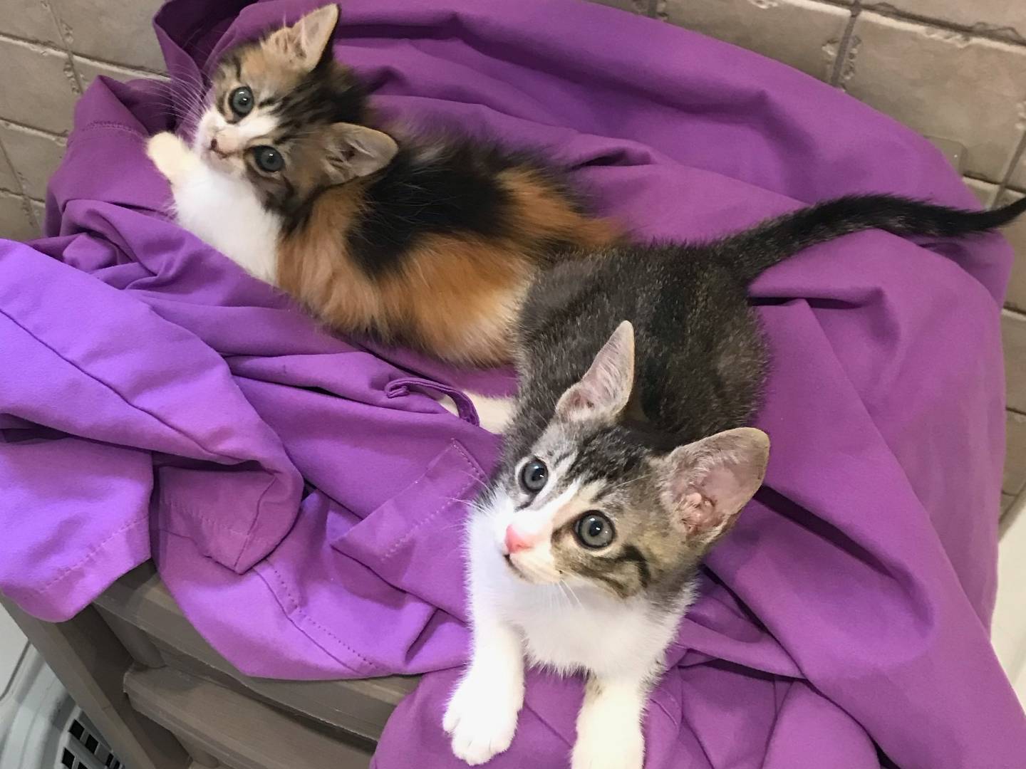 Adotta un gatto, maschio, 2 mesi, Milano