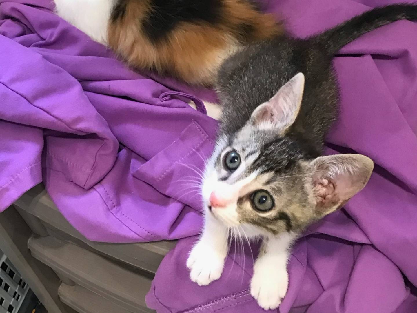 Adotta il gatto PABLO a Milano