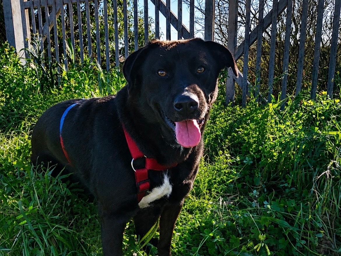 Adozione cane, maschio, Razza sconosciuta Razza sconosciuta, 1 anno e 6 mesi, taglia media, Sud