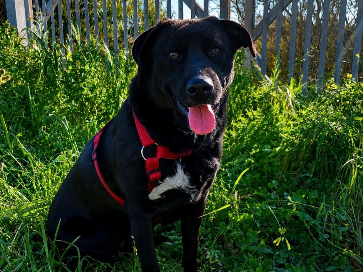 Adotta un cane, maschio, 1 anno e 6 mesi, Sud