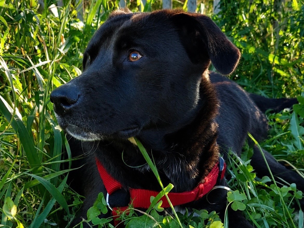 Adotta un cane, taglia media, maschio, Sud