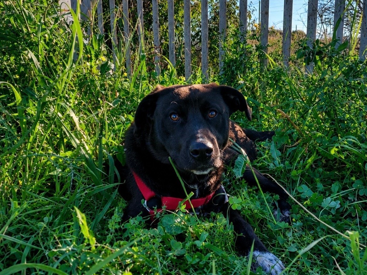 Vuoi adottare un cane a Sud?