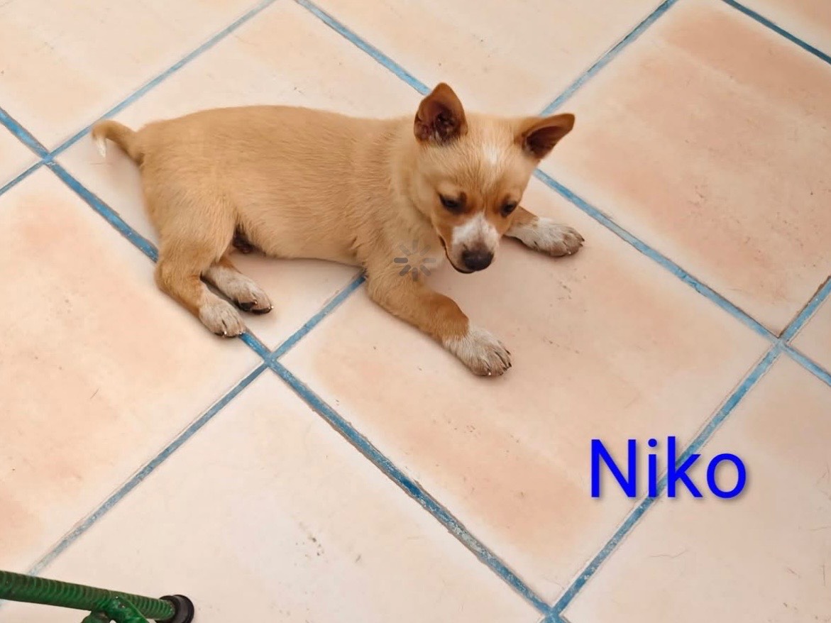 Adozione cane, maschio, Razza sconosciuta Razza sconosciuta, 3 mesi, taglia piccola, Bari