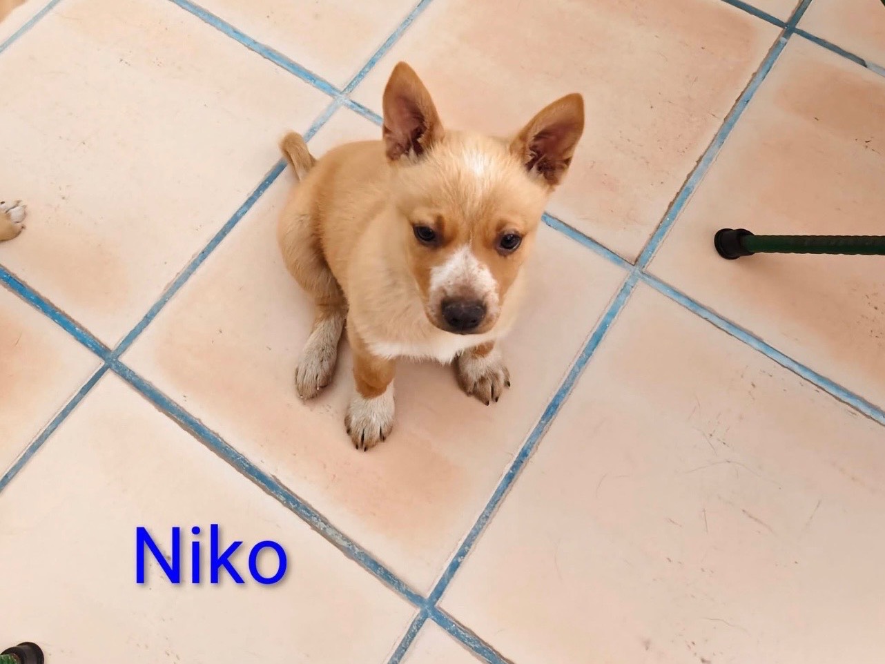 Adotta un cane, maschio, 3 mesi, Bari