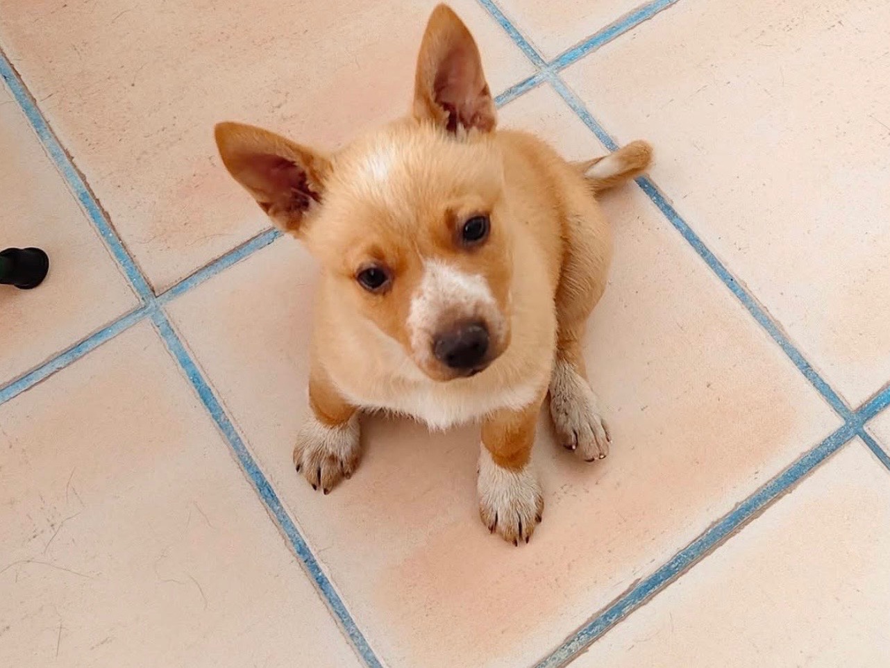 Adotta un cane, taglia piccola, maschio, Bari