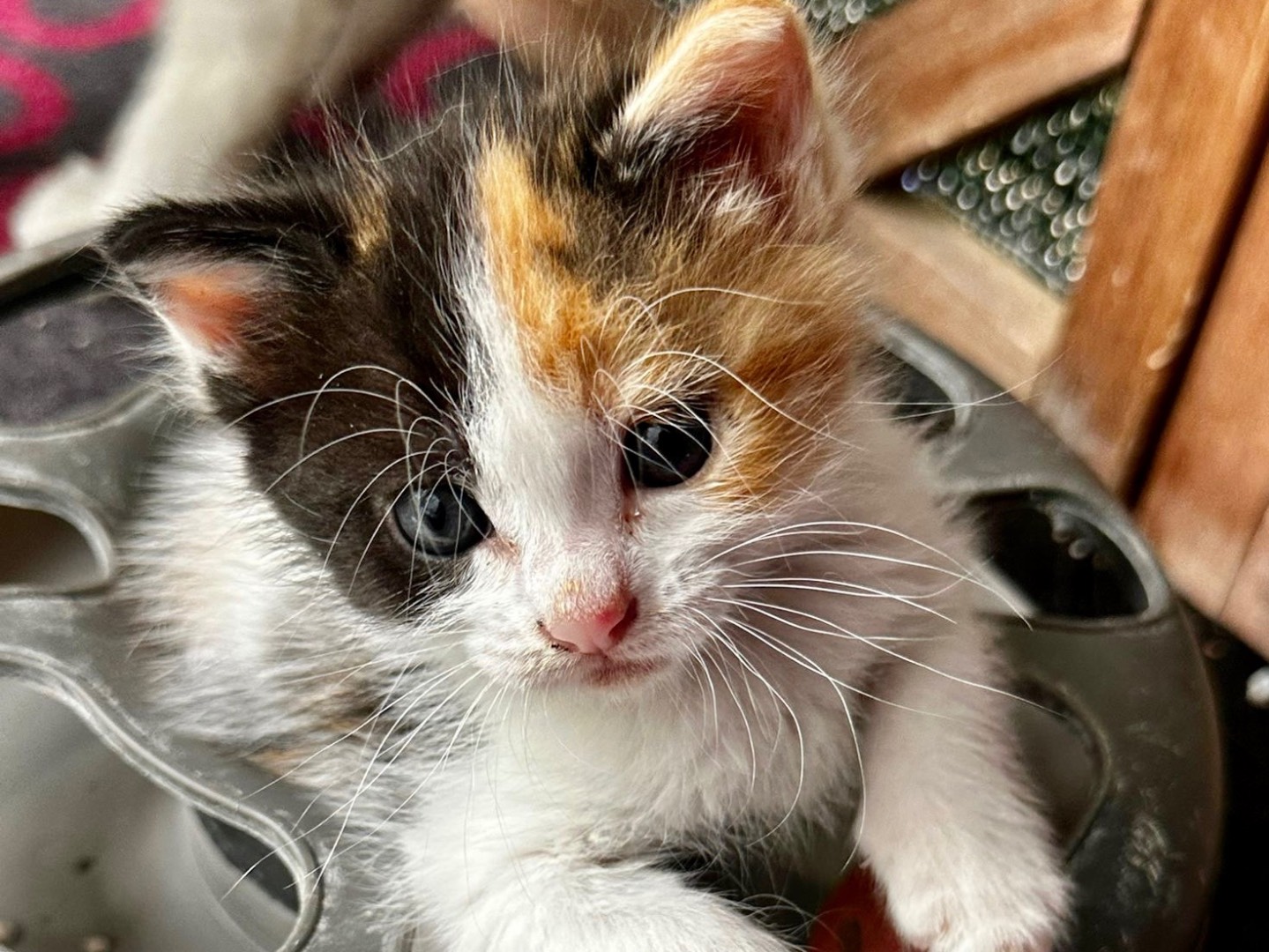 Adozione gatto, femmina, Razza sconosciuta Razza sconosciuta, 2 mesi, taglia non valida, Latina