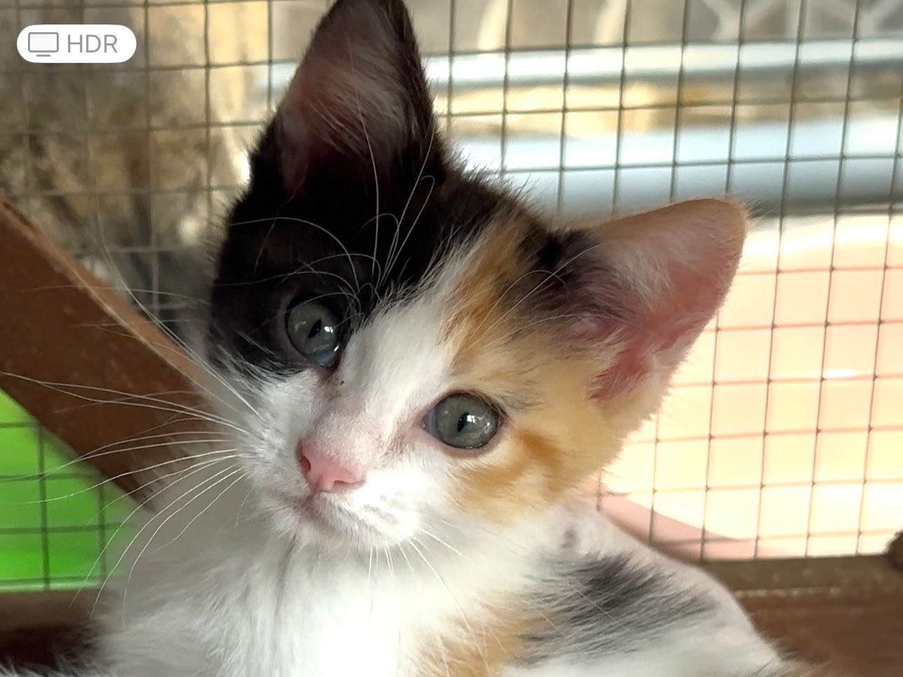 Adotta un gatto, femmina, 2 mesi, Latina