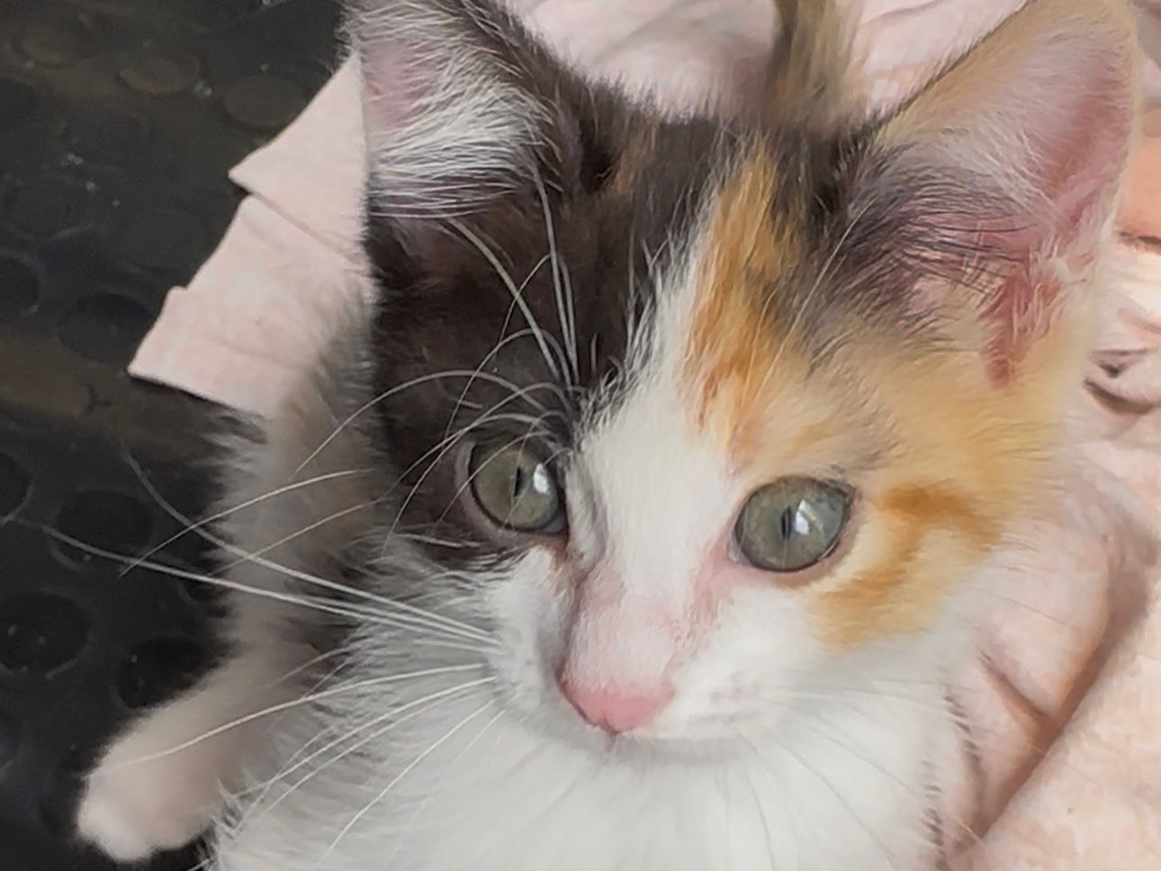 Vuoi adottare un gatto a Latina?