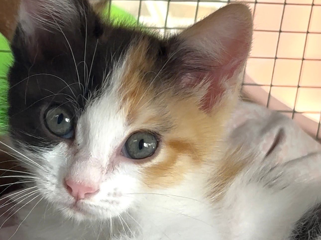 Adotta il gatto Chopin a Latina
