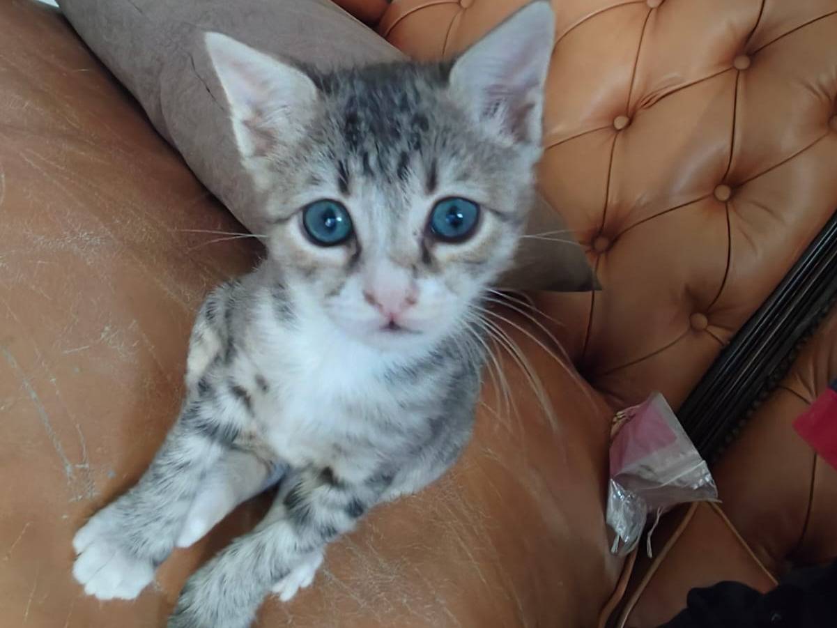 Adozione gatto, maschio, Razza sconosciuta Razza sconosciuta, 2 mesi, taglia non valida, Vicenza