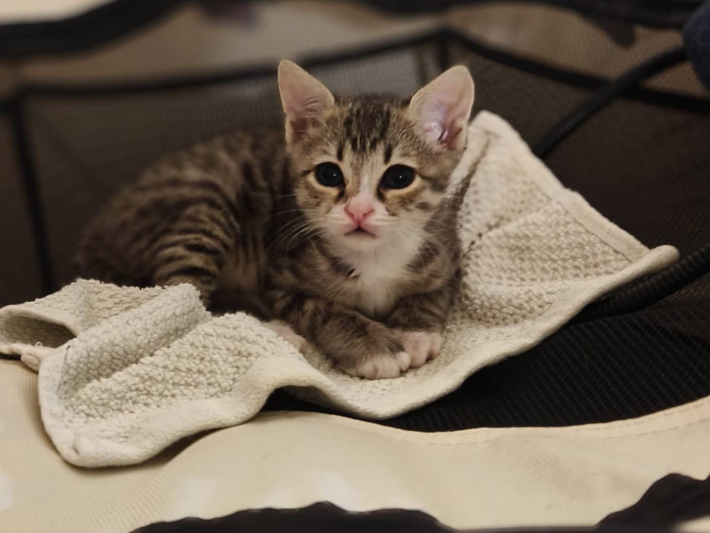 Adotta un gatto, maschio, 2 mesi, Vicenza