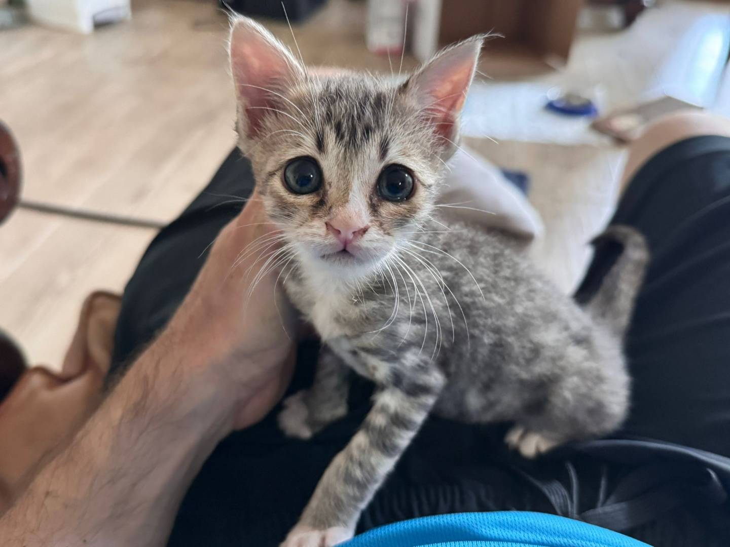 Adotta un gatto, taglia non valida, maschio, Vicenza