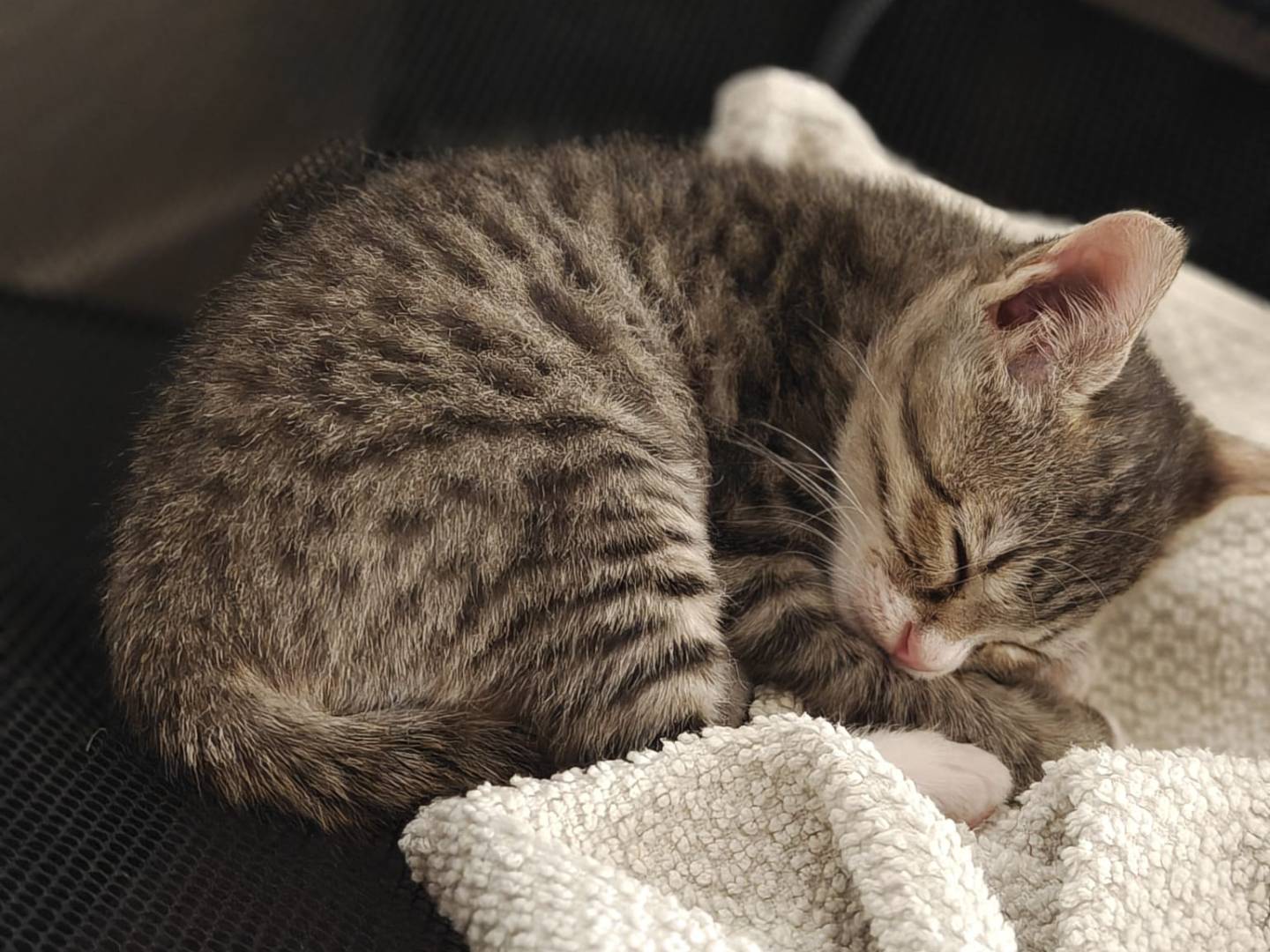 Vuoi adottare un gatto a Vicenza?
