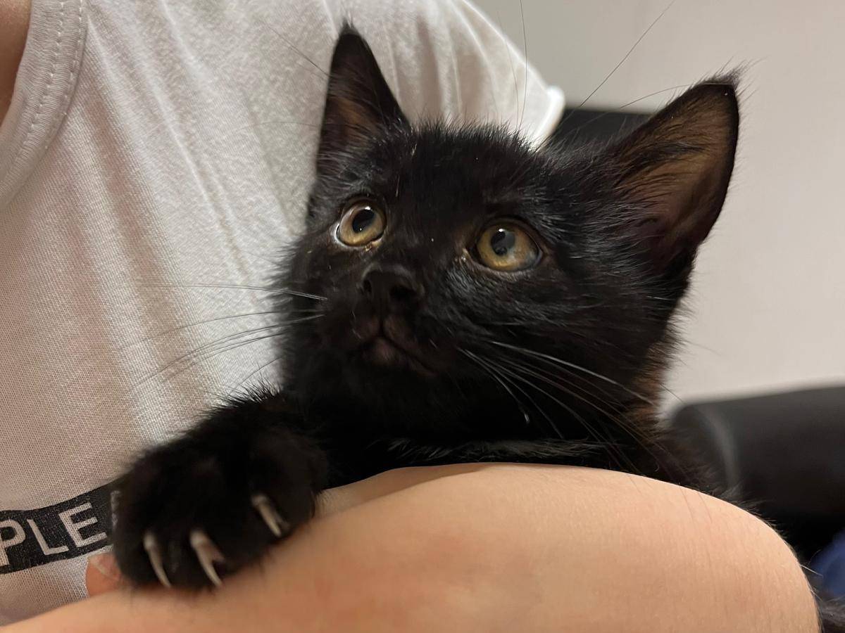 Adozione gatto, maschio, Razza sconosciuta Razza sconosciuta, 2 mesi, taglia non valida, Vicenza