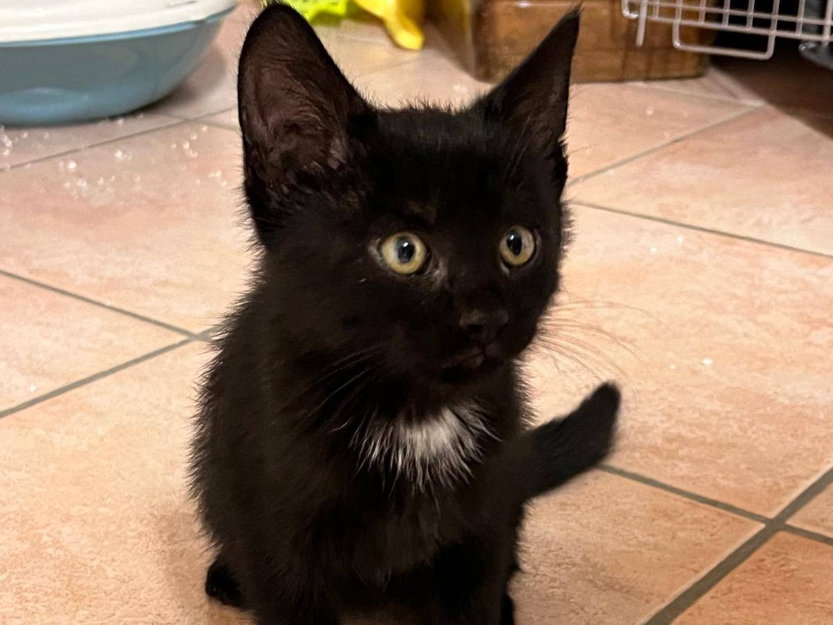 Adotta un gatto, maschio, 2 mesi, Vicenza