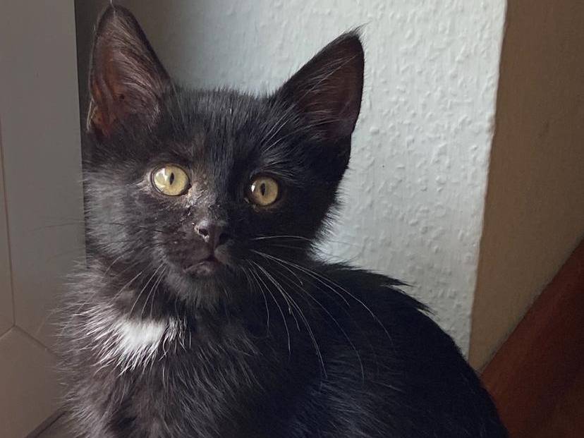 Adotta un gatto, taglia non valida, maschio, Vicenza