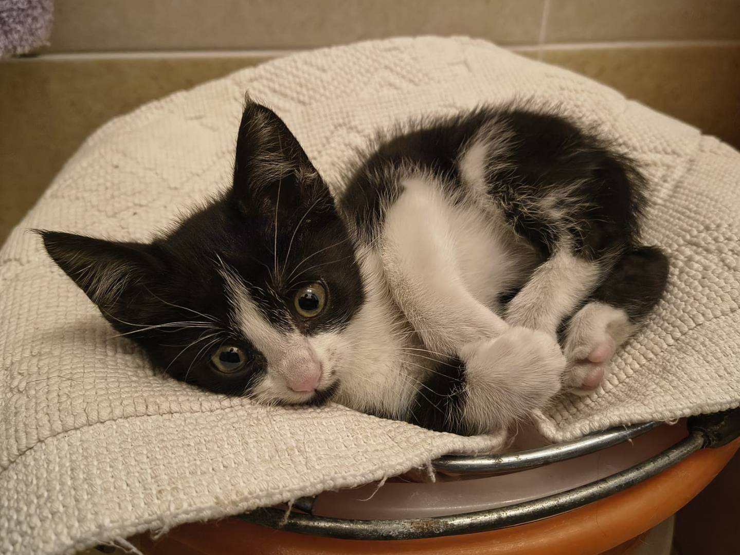 Adozione gatto, femmina, Razza sconosciuta Razza sconosciuta, 2 mesi, taglia non valida, Padova