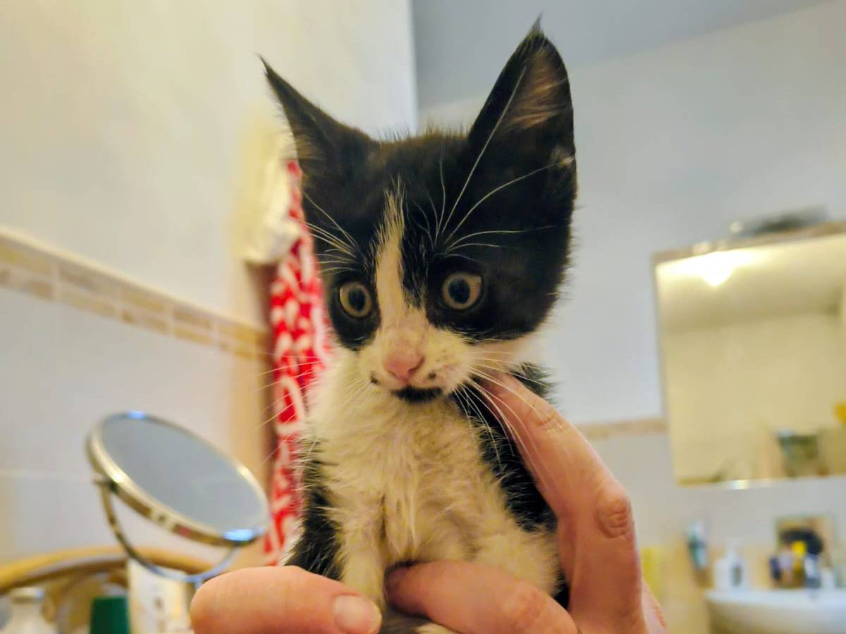 Adotta un gatto, femmina, 2 mesi, Padova
