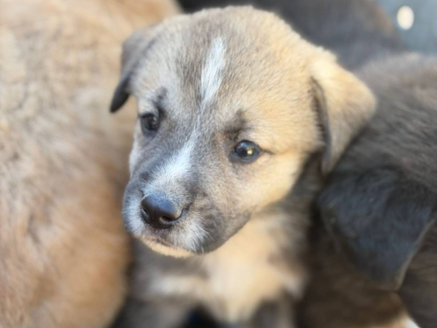Adozione cane, femmina, Pastore maremmano Razza sconosciuta, 1 mese, taglia media, Trapani