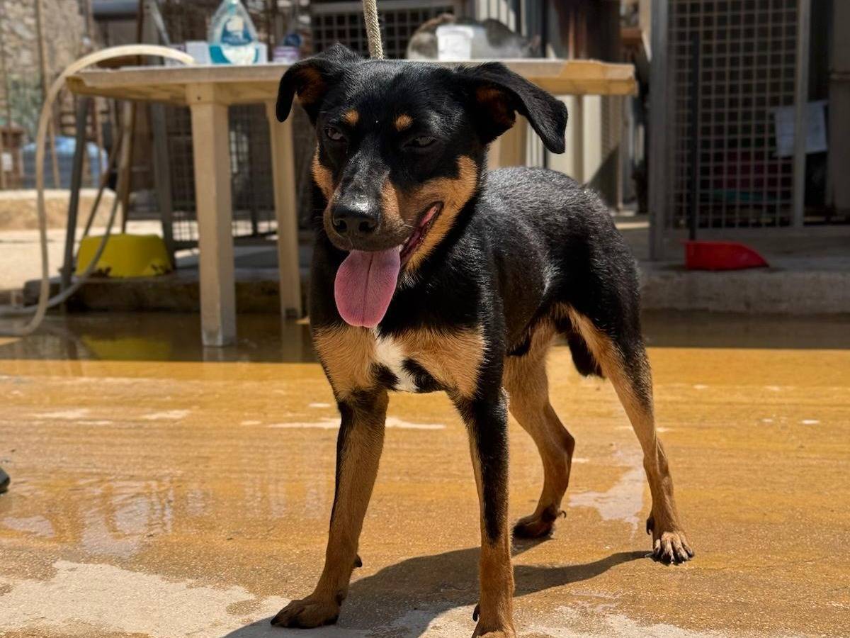 Adozione cane, maschio, Pinscher Razza sconosciuta, 9 mesi, taglia piccola, Trapani