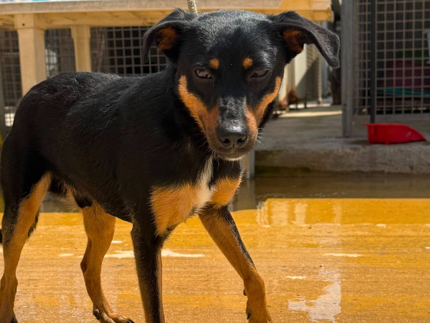 Adotta un cane, maschio, 9 mesi, Trapani
