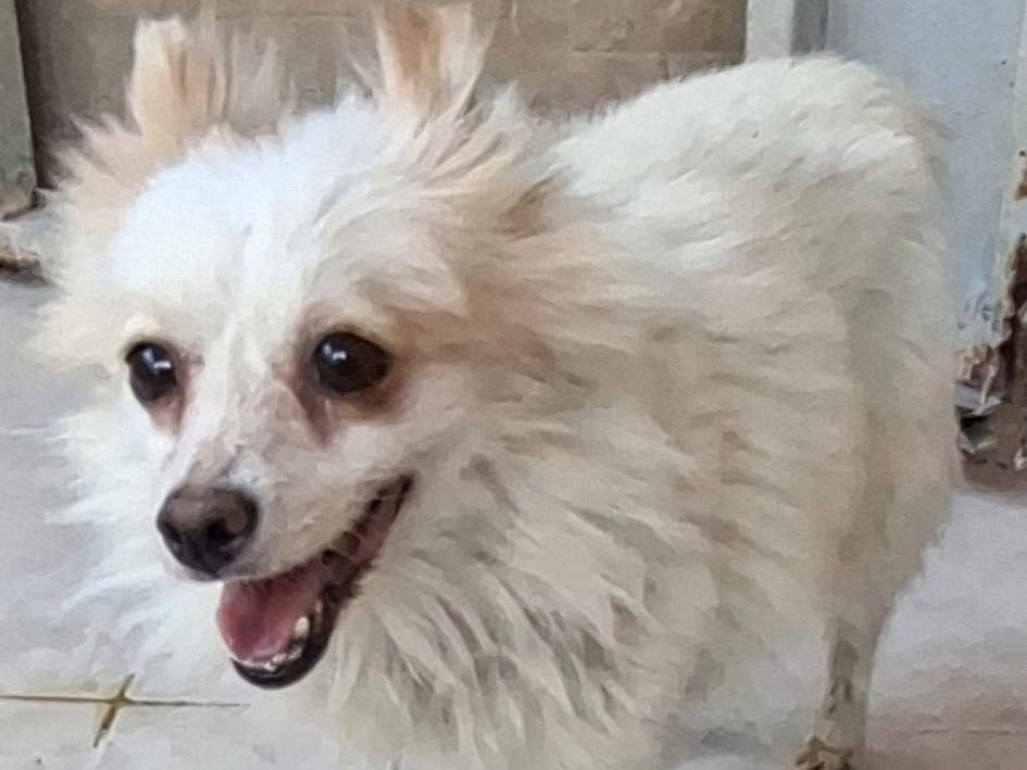 Adozione cane, femmina, Spitz Razza sconosciuta, 8 anni, taglia piccola, Brescia