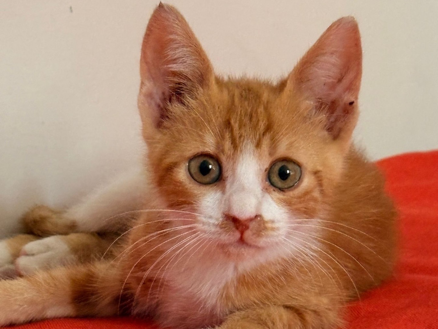 Adozione gatto, maschio, Razza sconosciuta Razza sconosciuta, 2 mesi, taglia non valida, Cosenza