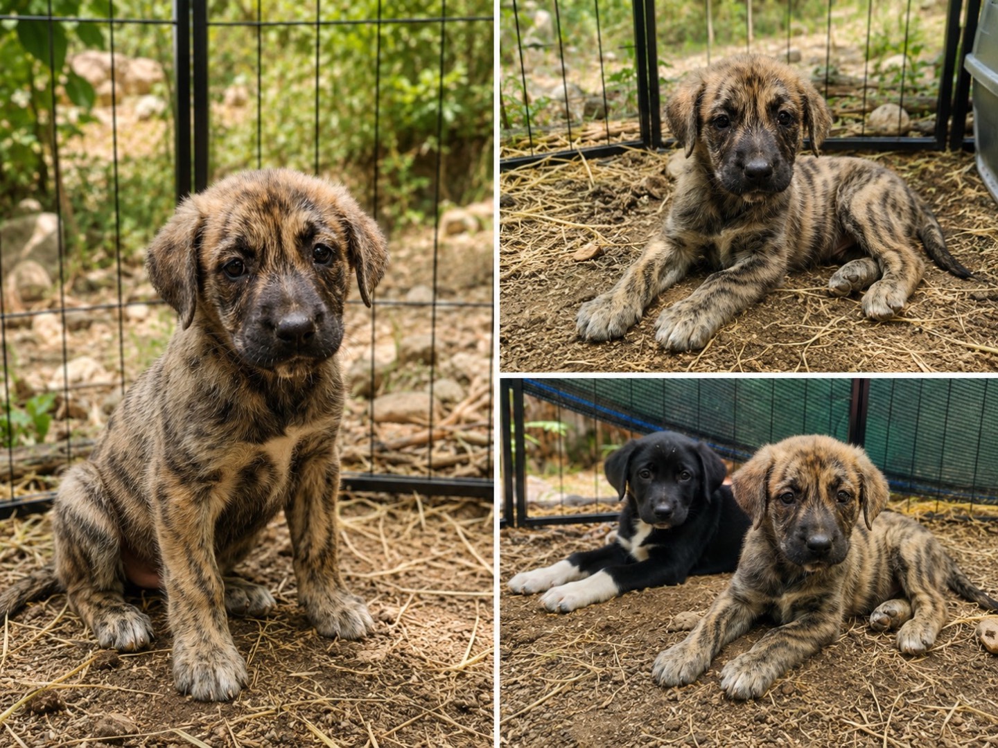 Adozione cane, femmina, Corso Razza sconosciuta, 2 mesi, taglia grande, Cosenza