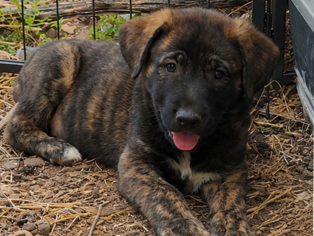 Adozione cane, maschio, Corso Razza sconosciuta, 2 mesi, taglia grande, Cosenza