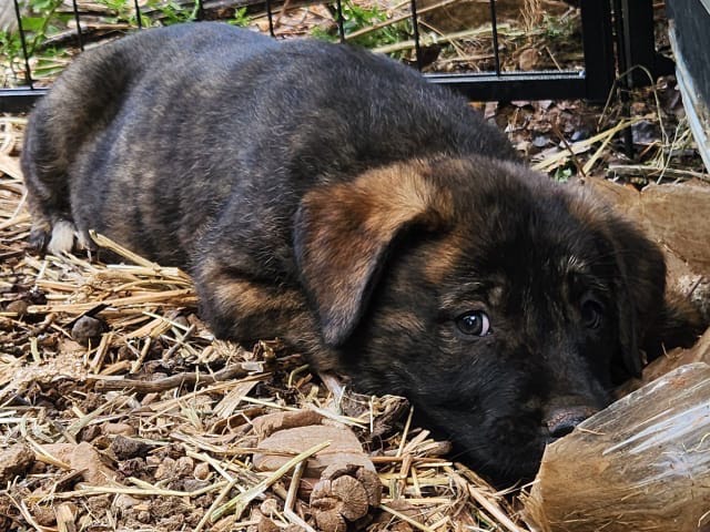 Adotta un cane, maschio, 2 mesi, Cosenza