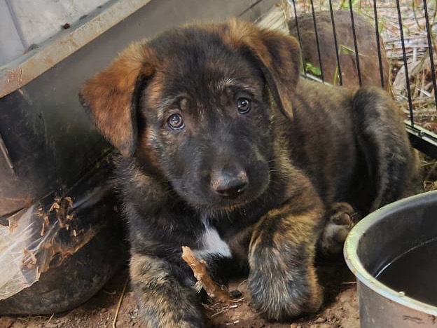 Vuoi adottare un cane a Cosenza?
