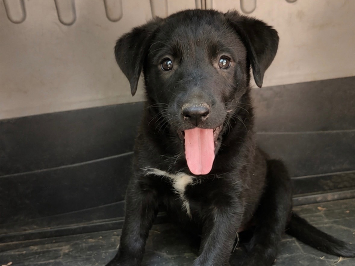 Adozione cane, femmina, Razza sconosciuta Razza sconosciuta, 2 mesi, taglia media, Cosenza