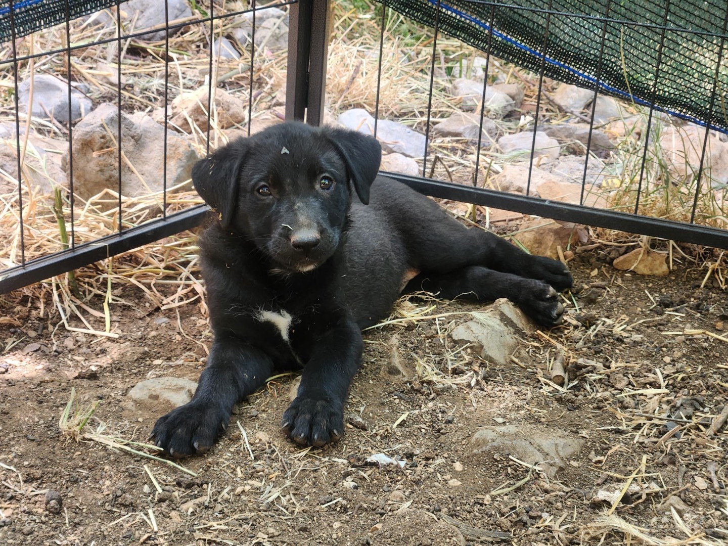 Adotta un cane, femmina, 2 mesi, Cosenza