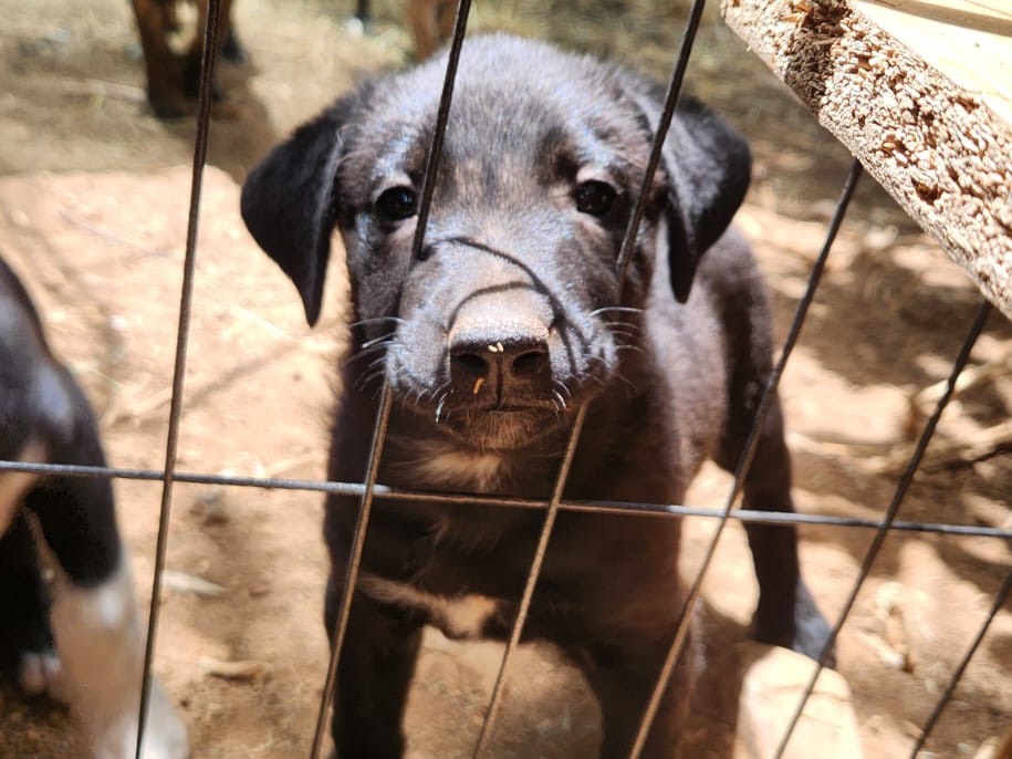 Adotta un cane, taglia media, femmina, Cosenza