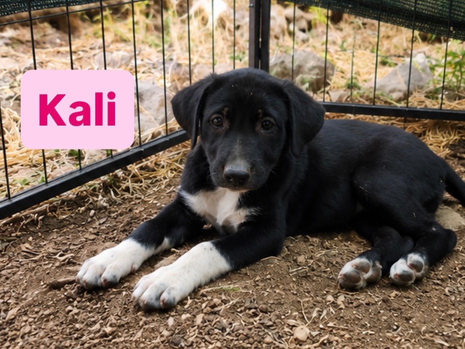 Adozione cane, femmina, Razza sconosciuta Razza sconosciuta, 2 mesi, taglia grande, Cosenza