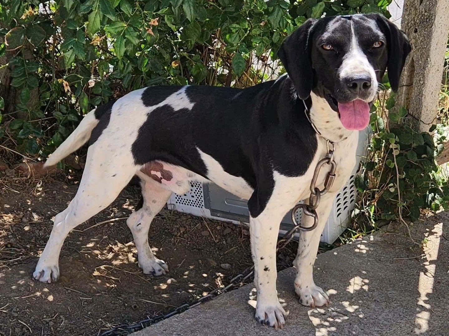 Adozione cane, maschio, Razza sconosciuta Razza sconosciuta, 1 anno e 5 mesi, taglia media contenuta, Cosenza