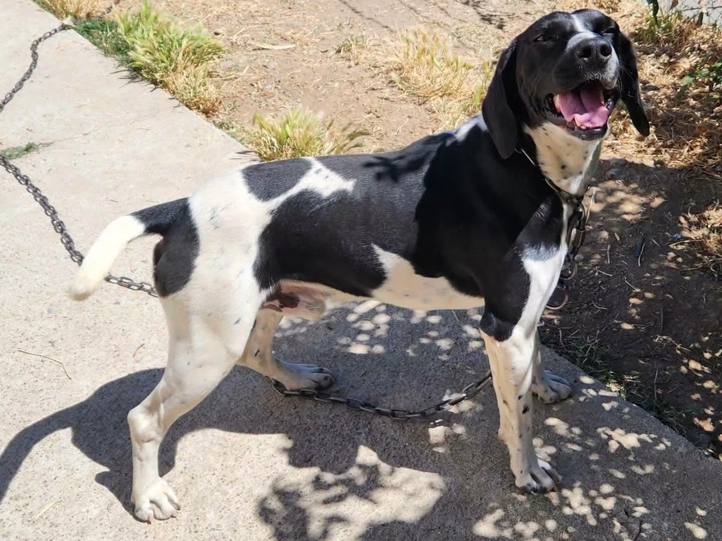 Adotta un cane, maschio, 1 anno e 5 mesi, Cosenza