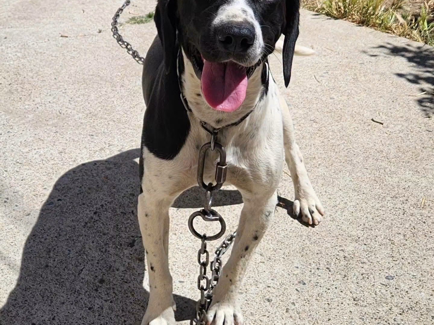 Adotta un cane, taglia media contenuta, maschio, Cosenza