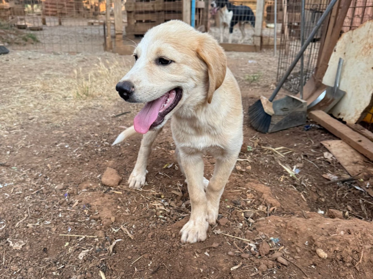 Adotta un cane, taglia grande, maschio, Cosenza