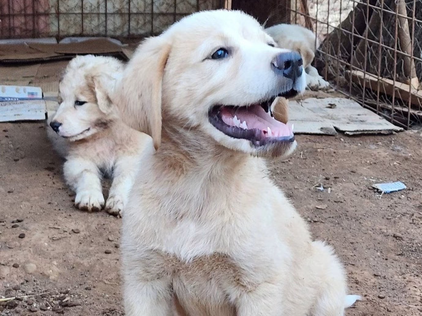 Vuoi adottare un cane a Cosenza?
