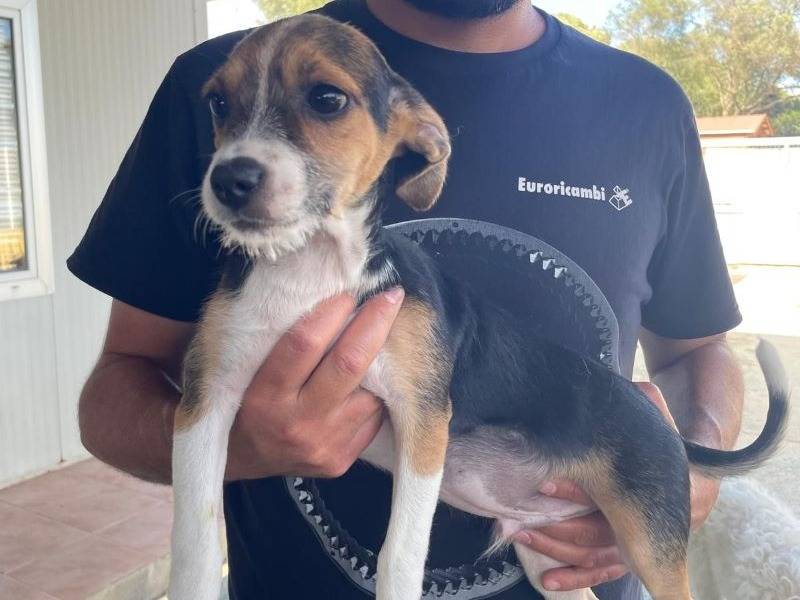 Adozione cane, maschio, Razza sconosciuta Razza sconosciuta, 4 mesi, taglia media contenuta, Varese
