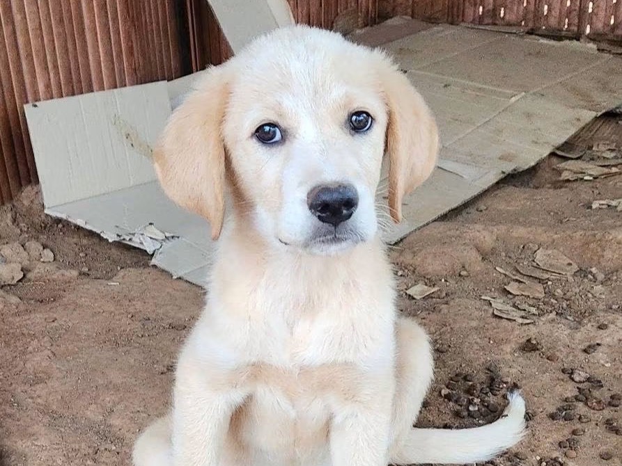 Adotta un cane, maschio, 3 mesi, Cosenza