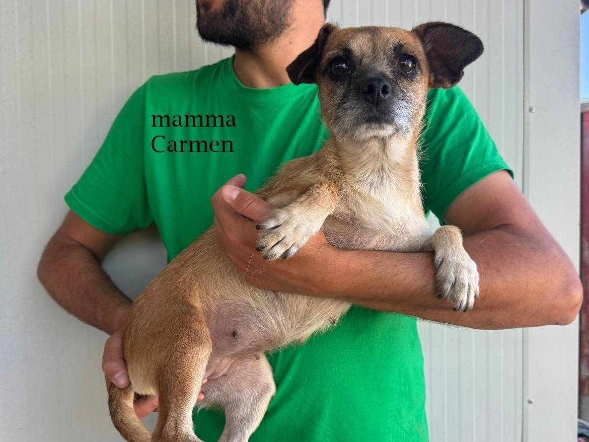Adotta un cane, maschio, 4 mesi, Varese
