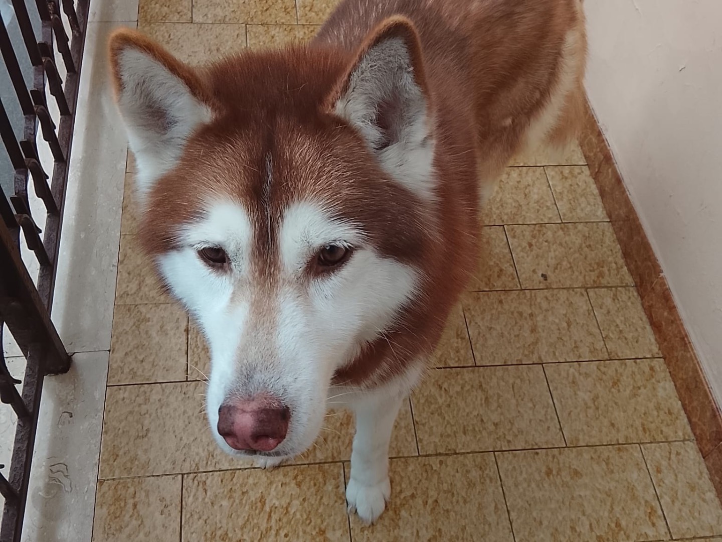 Adozione cane, femmina, Siberian Husky Razza sconosciuta, 10 anni e 2 mesi, taglia media, Cosenza