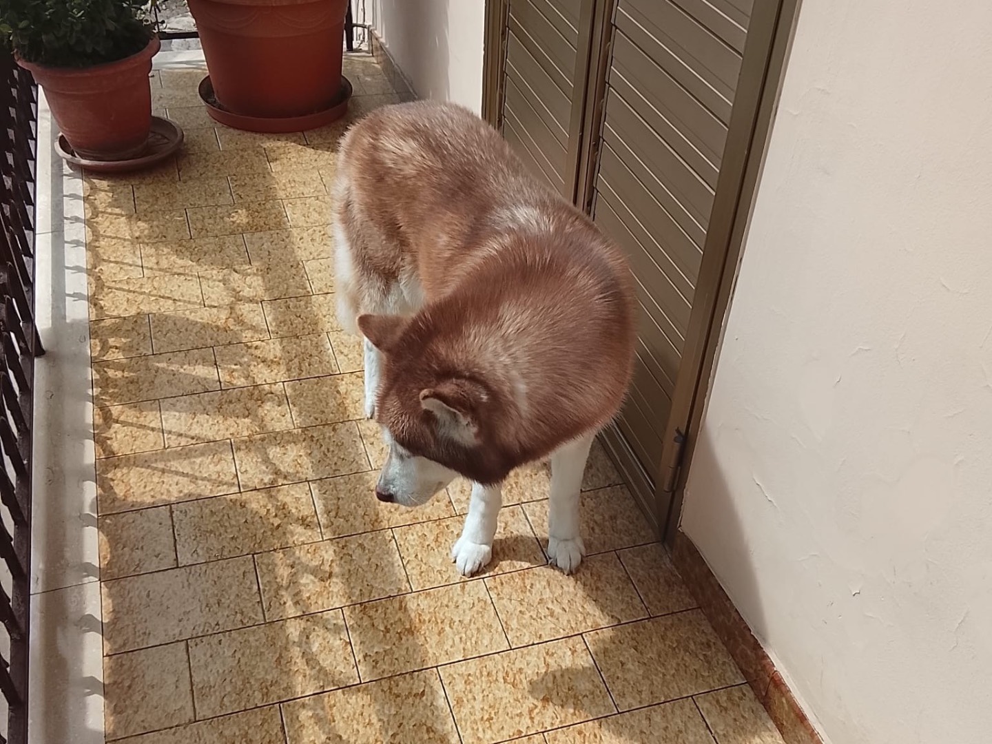 Adotta un cane, femmina, 10 anni e 2 mesi, Cosenza