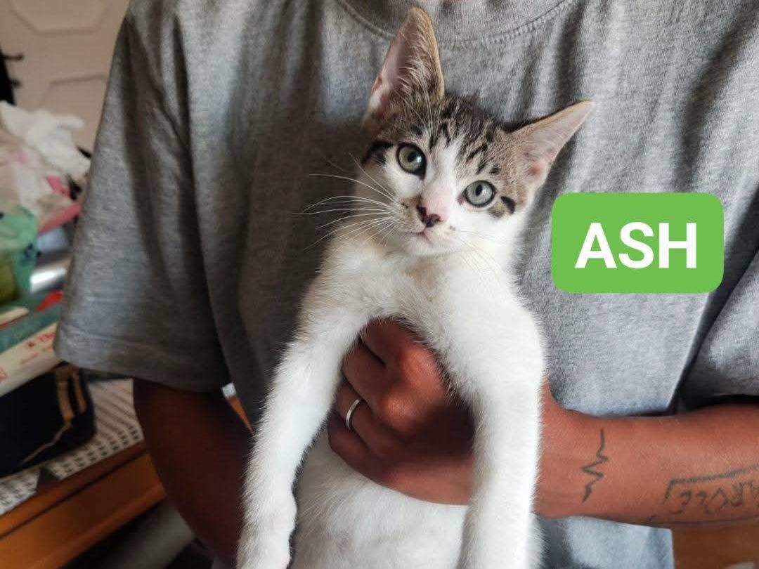 Adozione gatto, maschio, Razza sconosciuta Razza sconosciuta, 3 mesi, taglia non valida, Brescia